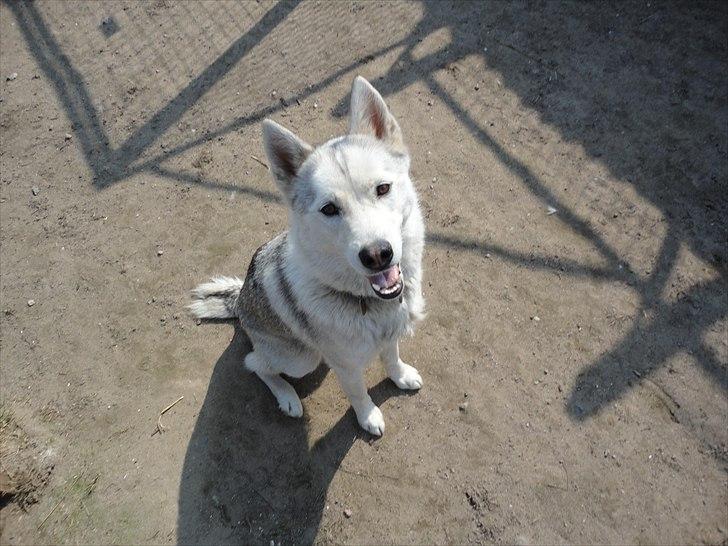 Siberian husky A´tebs Haltai of Winner - På besøg ude ved Haltai den 20/04/2011. billede 1