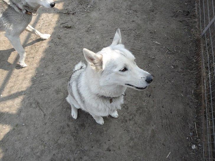 Siberian husky A´tebs Haltai of Winner - Haltai d. 20/04/2011 billede 2