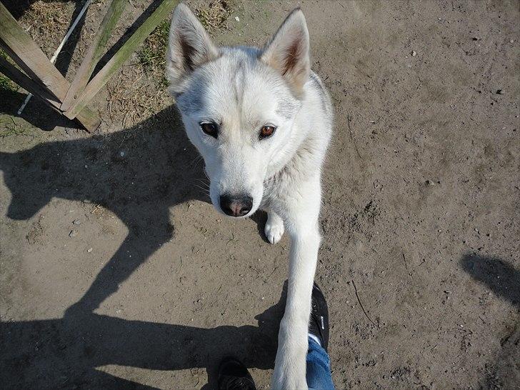 Siberian husky A´tebs Haltai of Winner - d. 20/04/2011. Haltai giver pote når man beder hende om at sætte sig, da hun så tror hun får en godbid :D billede 3