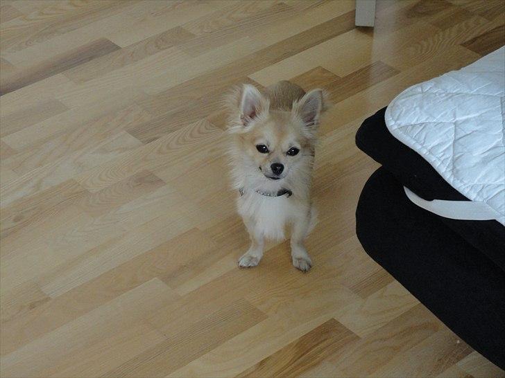 Chihuahua Elvis <3 billede 4