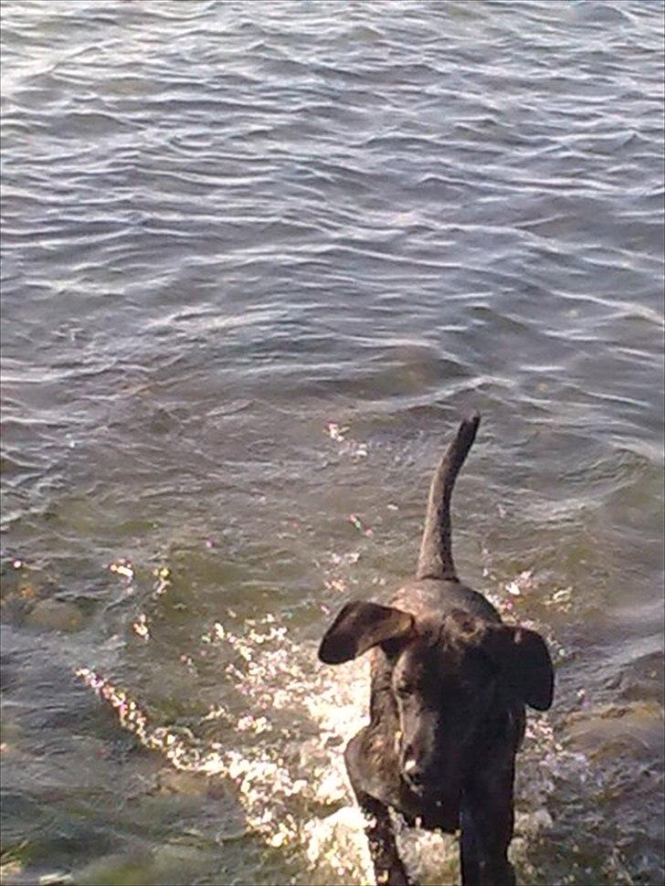 Blanding af racer Kira billede 10