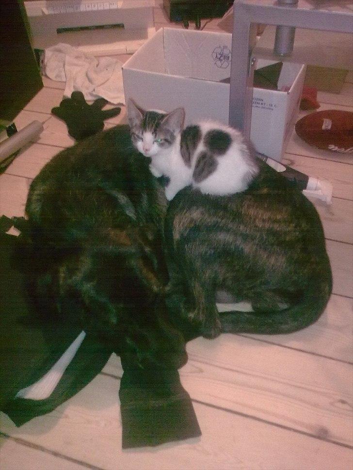 Blanding af racer Kira billede 11