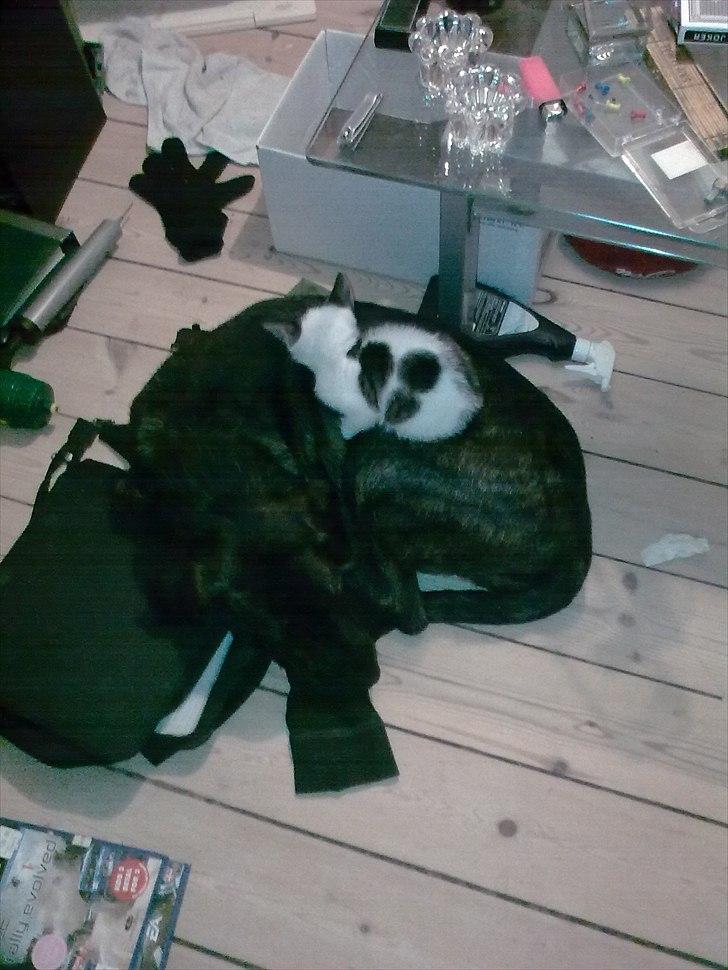 Blanding af racer Kira billede 12