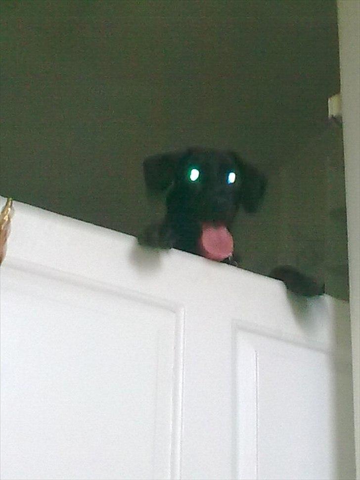 Blanding af racer Kira billede 13