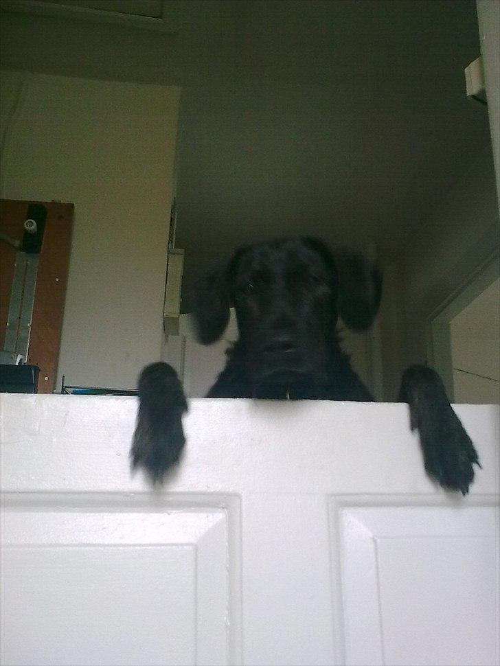 Blanding af racer Kira billede 14