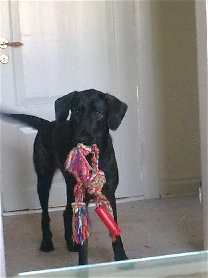 Blanding af racer Kira billede 15