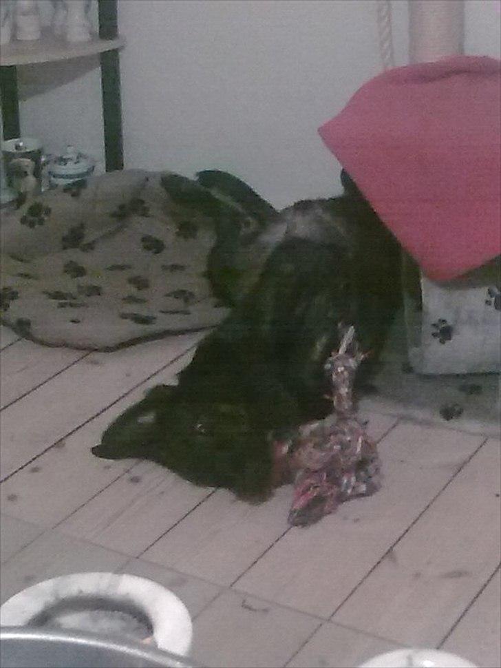 Blanding af racer Kira billede 16