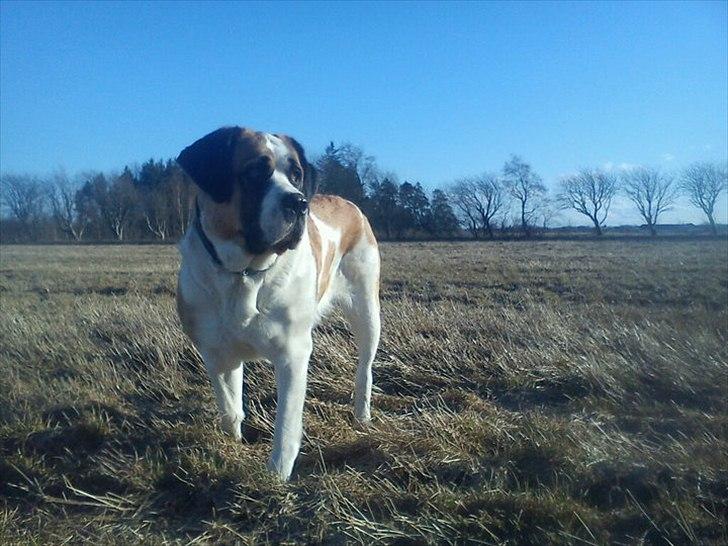 Sankt bernhardshund Sisca - den dejlige prinsesse. forår 2011 billede 1