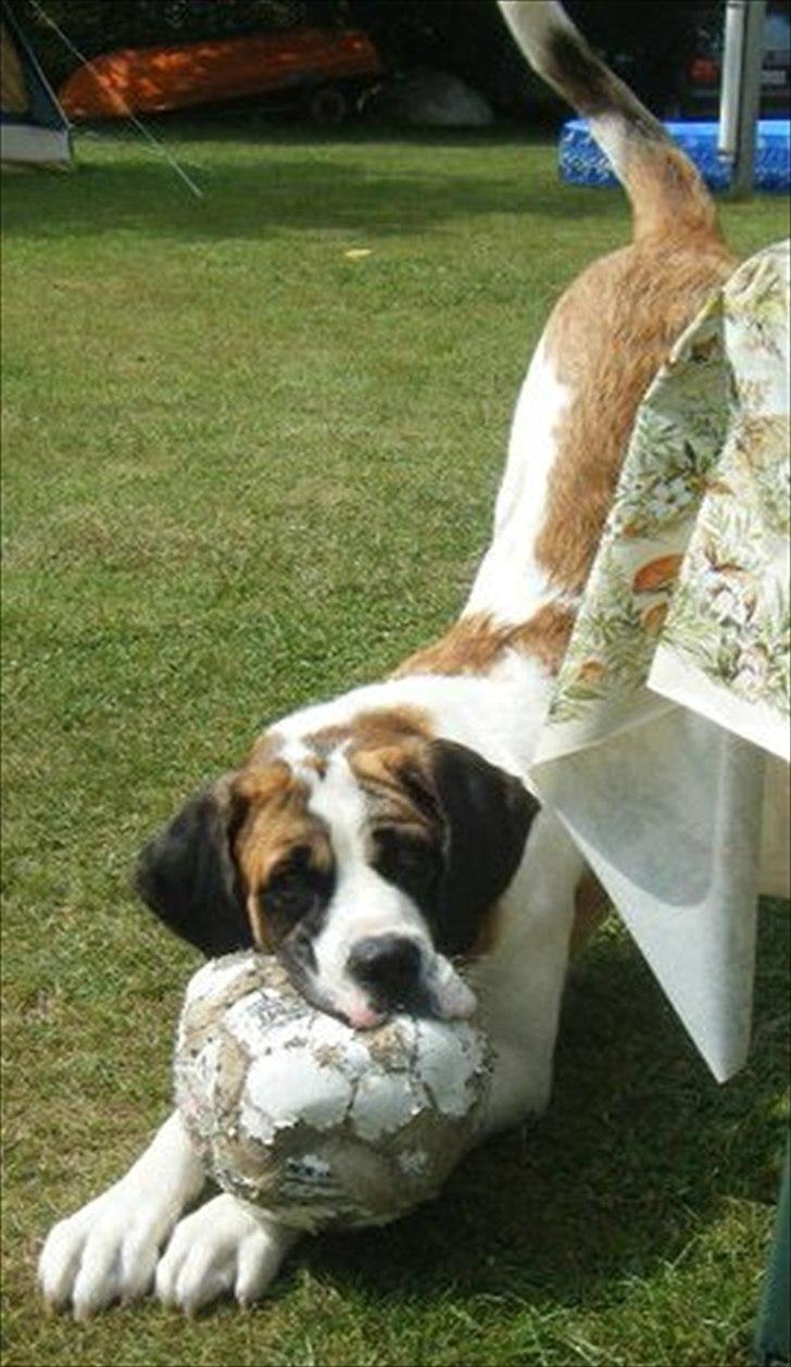 Sankt bernhardshund Sisca billede 20