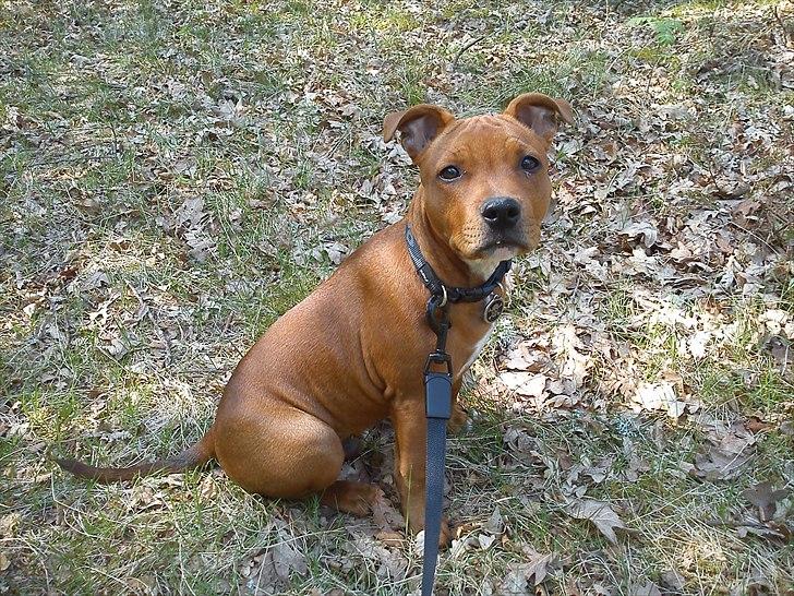 Staffordshire bull terrier Tovdal Bullet billede 9