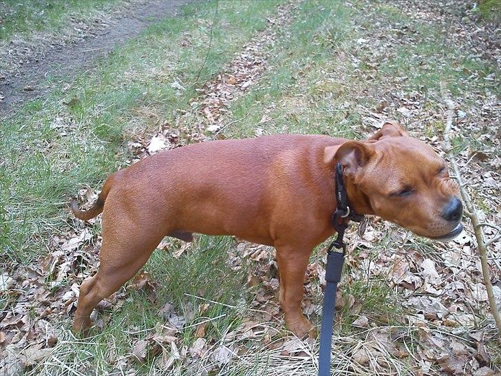 Staffordshire bull terrier Tovdal Bullet billede 10