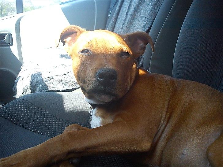 Staffordshire bull terrier Tovdal Bullet billede 11