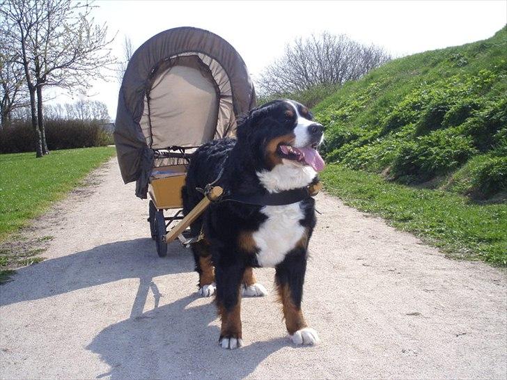 Berner sennenhund Shila - Er jeg ikke dygtig? billede 16