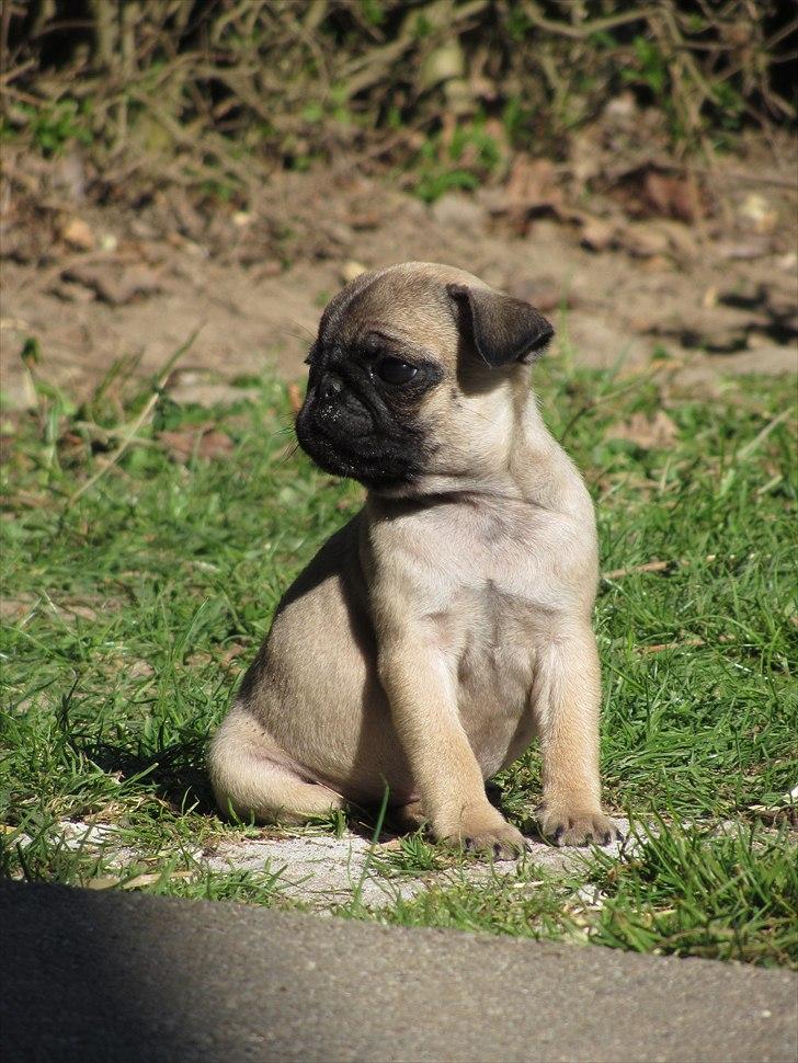 Mops Ziggy<3 billede 2