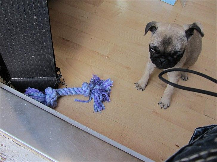 Mops Ziggy<3 billede 5