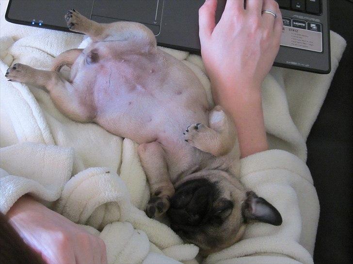 Mops Ziggy<3 billede 6
