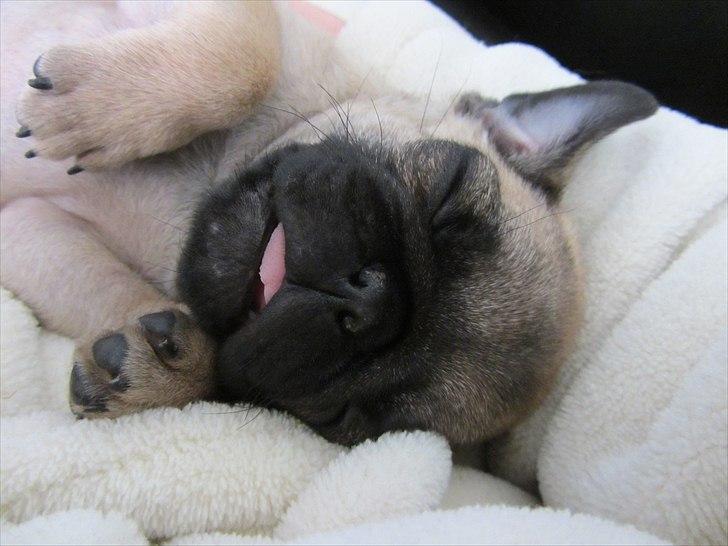 Mops Ziggy<3 billede 7