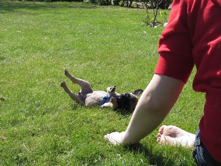 Mops Ziggy<3 billede 8