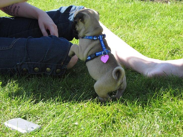 Mops Ziggy<3 billede 9