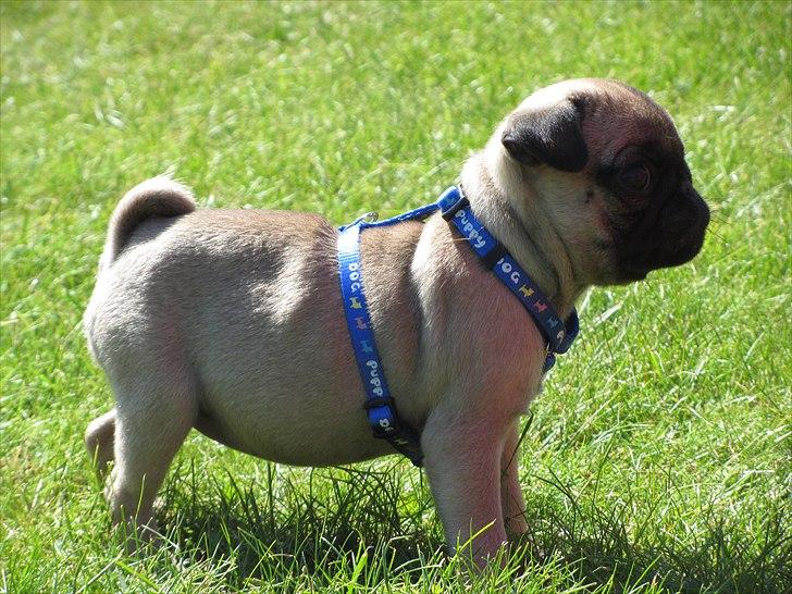 Mops Ziggy<3 billede 11