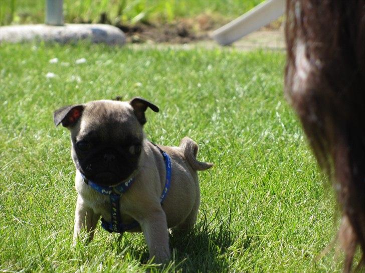 Mops Ziggy<3 billede 12