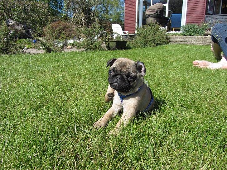 Mops Ziggy<3 billede 13