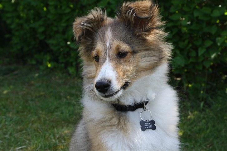 Shetland sheepdog Shila - Velkommen til Shila's profil. billede 1