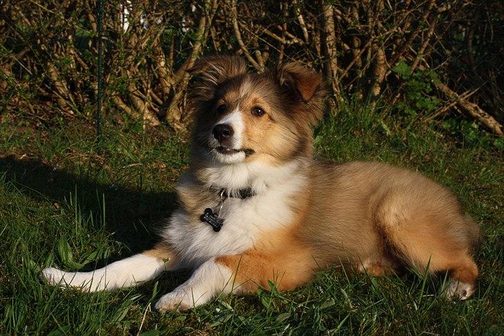 Shetland sheepdog Shila billede 2