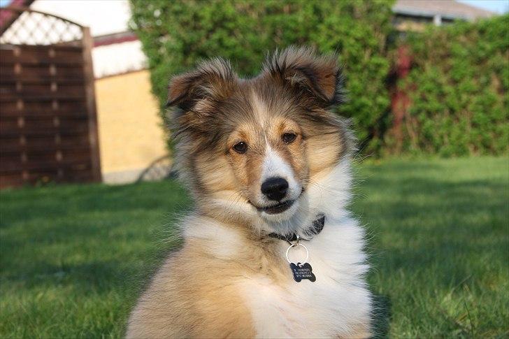 Shetland sheepdog Shila - Min smukke hvalp. billede 3