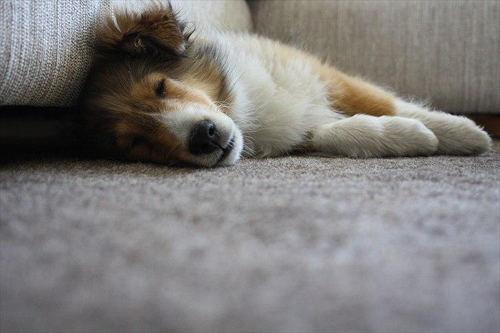 Shetland sheepdog Shila - Zzzzzz.. billede 4