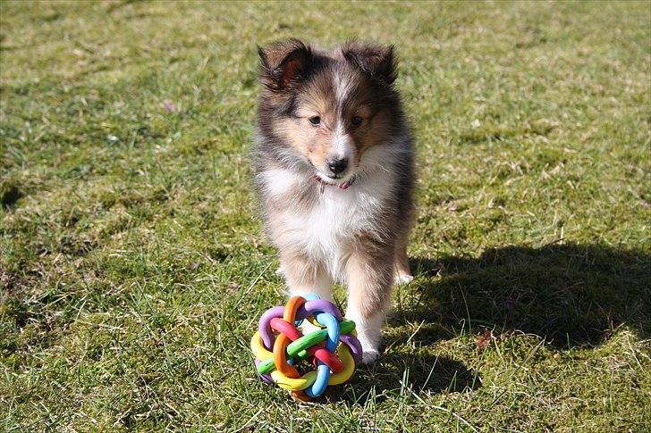 Shetland sheepdog Shila billede 5