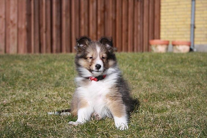 Shetland sheepdog Shila billede 6