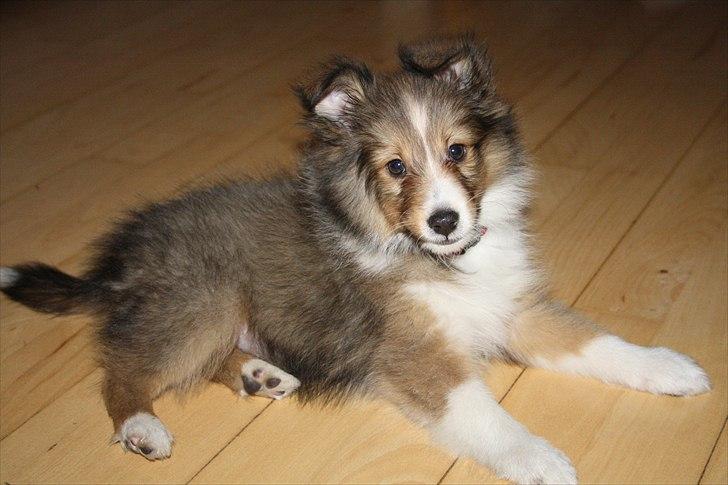 Shetland sheepdog Shila billede 7