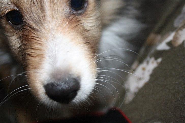 Shetland sheepdog Shila - Min nysgerrige hvalp! :) billede 8