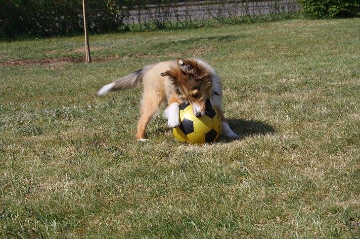 Shetland sheepdog Shila billede 9