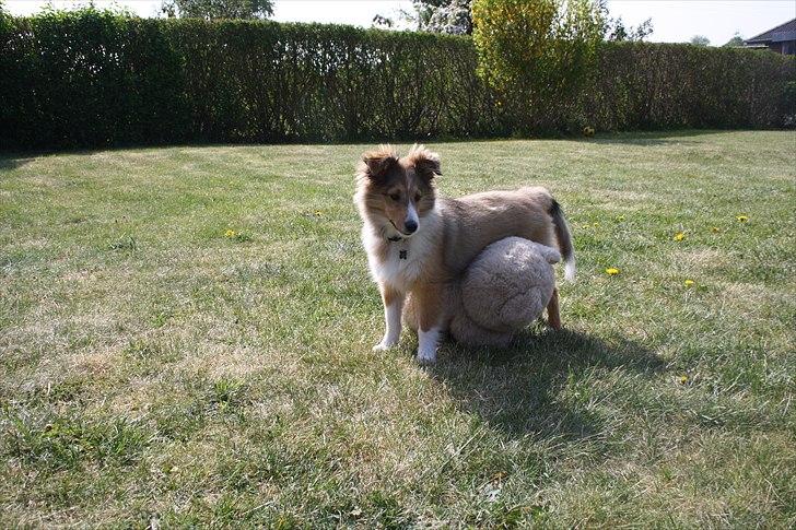 Shetland sheepdog Shila - Shila og hendes legekammerat "Bamse". billede 10