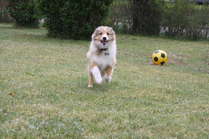 Shetland sheepdog Shila billede 11