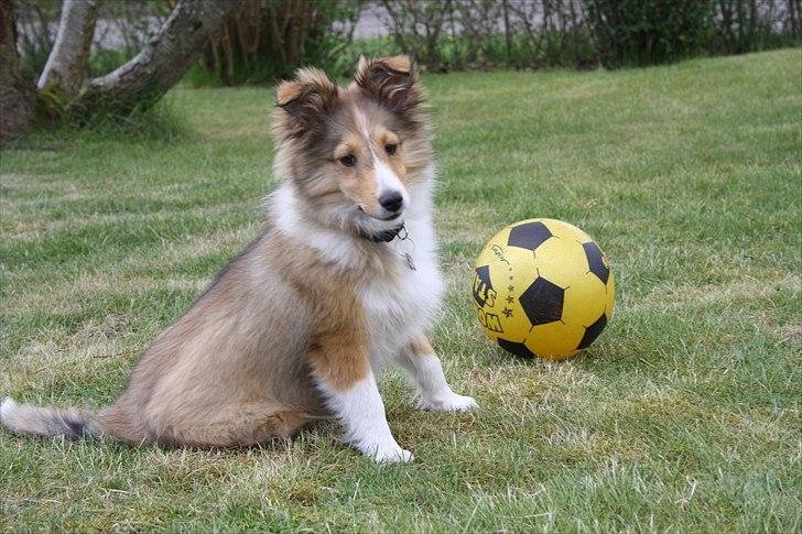 Shetland sheepdog Shila billede 12