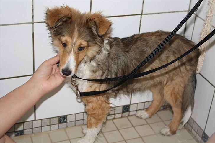 Shetland sheepdog Shila - Shila's første bad. billede 13
