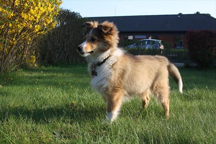 Shetland sheepdog Shila - 3,5 måneder gammel. billede 14