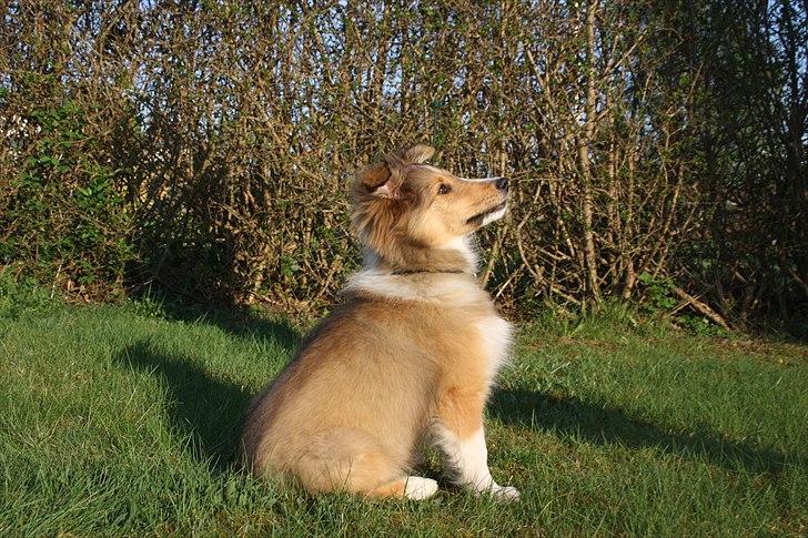 Shetland sheepdog Shila - "Sit!" billede 15