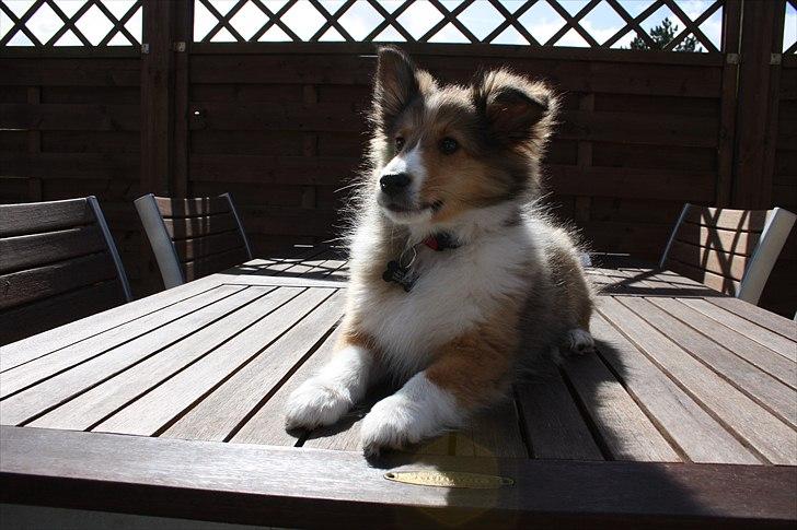 Shetland sheepdog Shila - 3 måneder gammel. billede 16