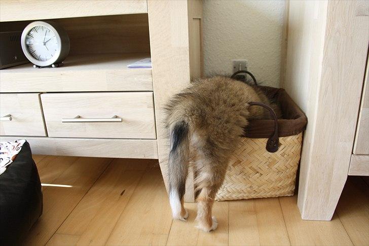 Shetland sheepdog Shila - Shila i legetøjskurven. billede 17