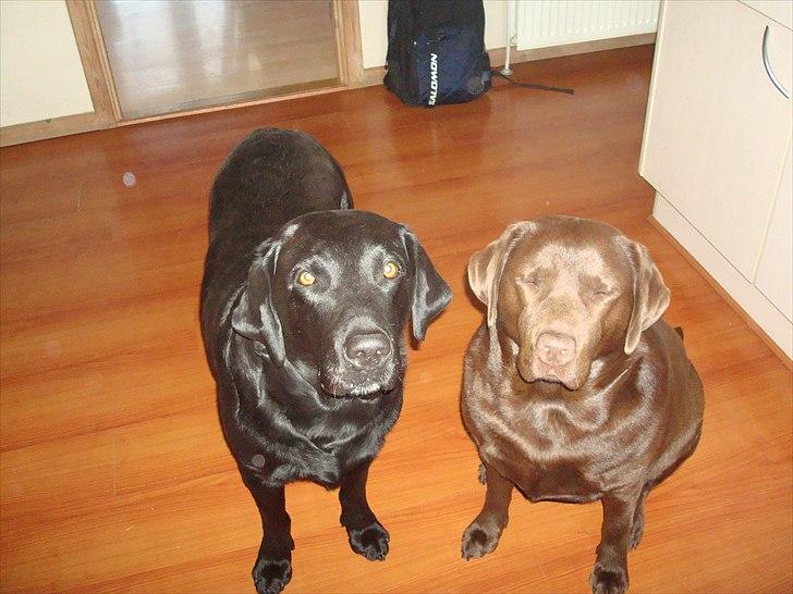 Labrador retriever Møffe  - Hvad skal vi ? Sidde stille ? Glem det billede 1