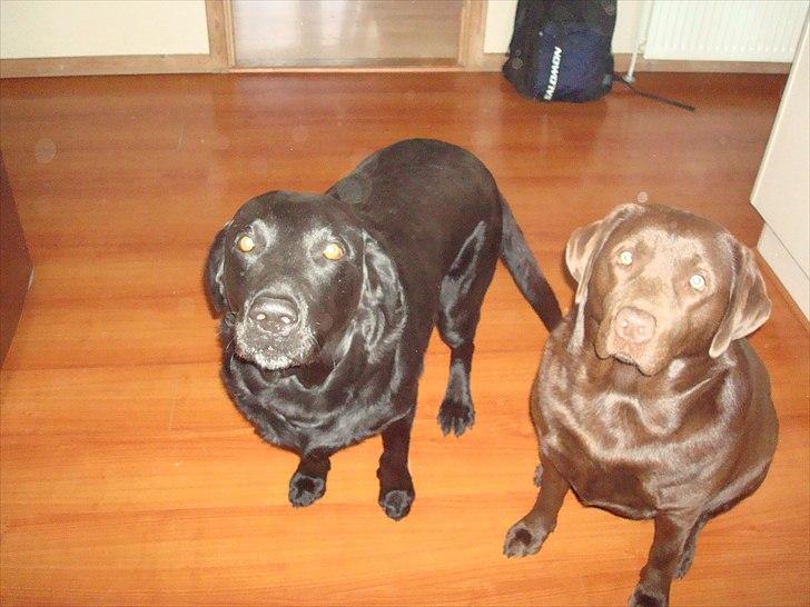 Labrador retriever Møffe  - Kommer der hundekiks ud af maskinen mor? billede 2