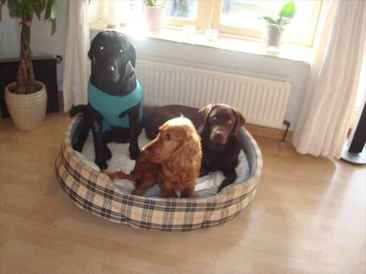 Labrador retriever Møffe  - Møffe Luna og veninde Molly billede 3