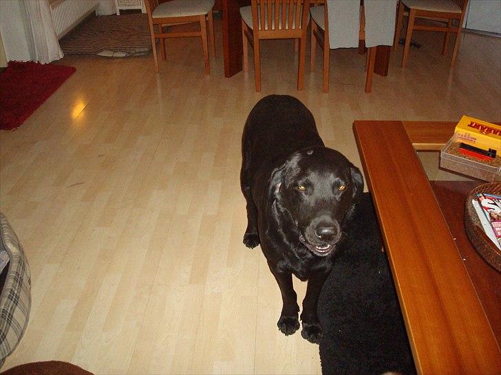 Labrador retriever Møffe  - Her mor, du har tabt noget  billede 4