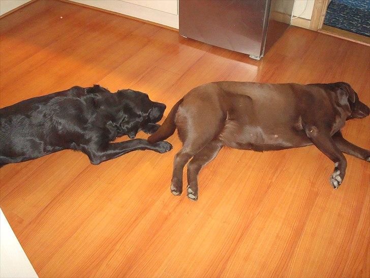 Labrador retriever Møffe  -  Åh vi er trætte. billede 5