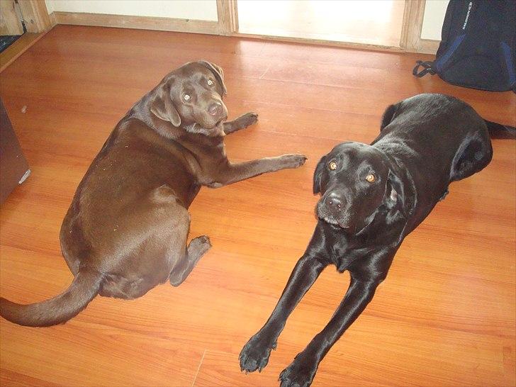 Labrador retriever Møffe  -  Er du snart færdig med det kamera, vi har ting der skal gøre, steder vi skal være, kødben der skal spises. billede 6