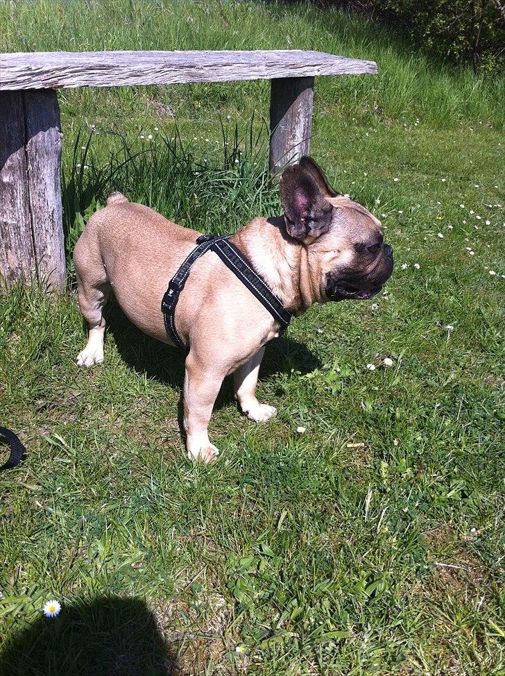 Fransk bulldog Van Wilcora Micki (Rip min skat) billede 14